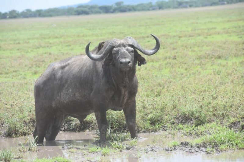 7 Days Comfort Mid-range Safari 3 Nights Serengeti - Key Points