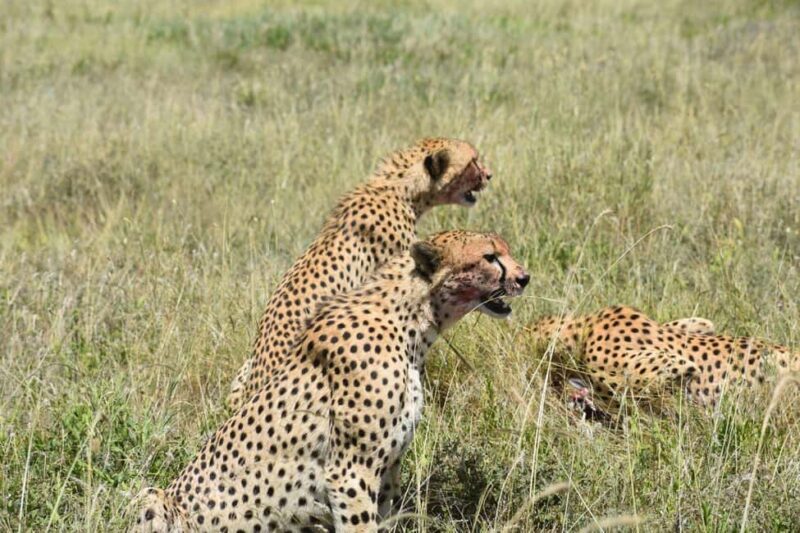7 Days Comfort Mid-range Safari 3 Nights Serengeti - Exploring Tanzania in Style: The 7-Day Safari Breakdown