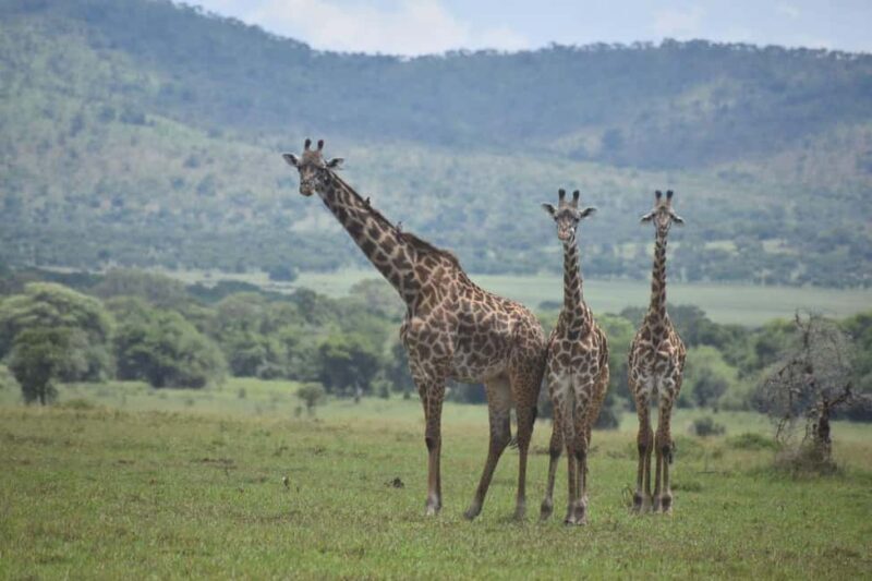 7 Days Comfort Mid-range Safari 3 Nights Serengeti - Final Thoughts