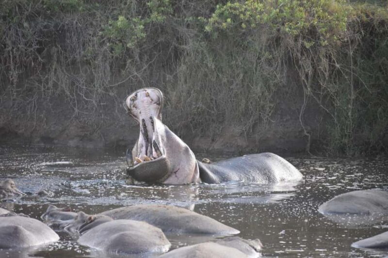 7 Days Comfort Mid-range Safari 3 Nights Serengeti - FAQ