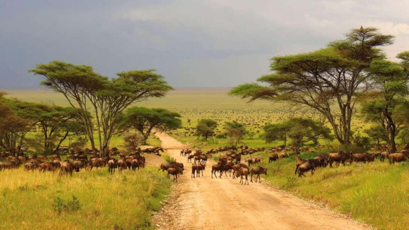 7 Days Comfortable Tanzania Safari - Key Points  