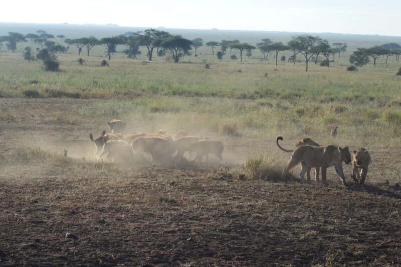 7 Days Comfortable Tanzania Safari - Why This Safari Offers Good Value