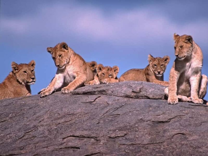 7 Days Comfortable Tanzania Safari - Who Would Enjoy This Trip?