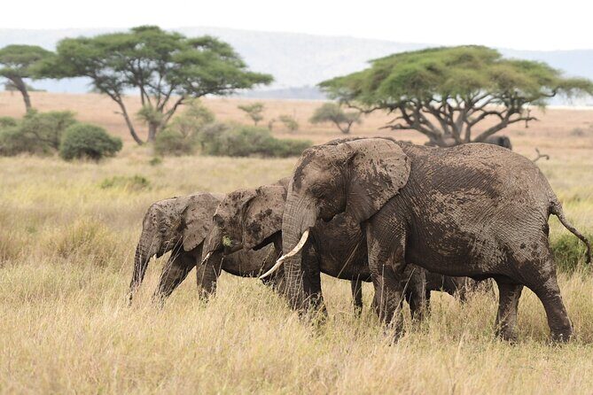 7 Days Elephant Safari Experience in Arusha - Authentic Reviews and Guides