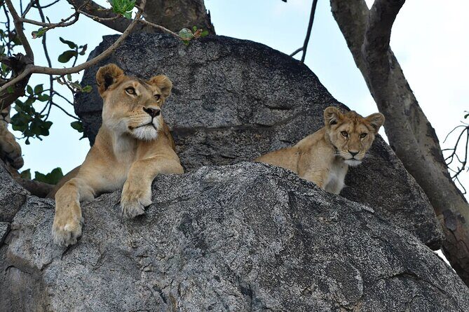 7 Days Elephant Safari Experience in Arusha - Who Is This Tour Best For?
