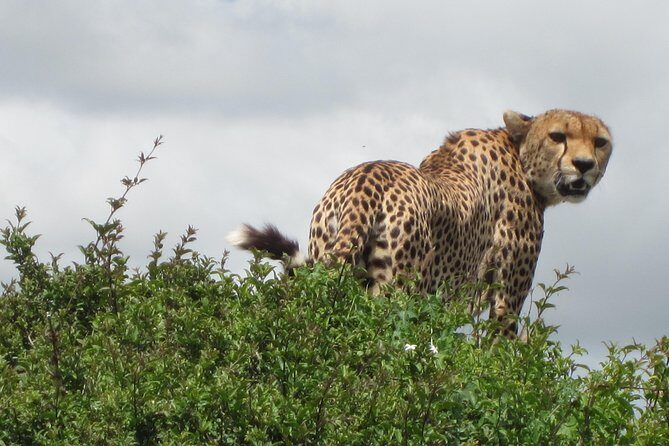 7 - Days Fascinating Tanzania Safari - Key Points