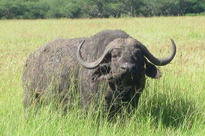 7 - Days Fascinating Tanzania Safari - Overview of the Tanzania Safari Experience