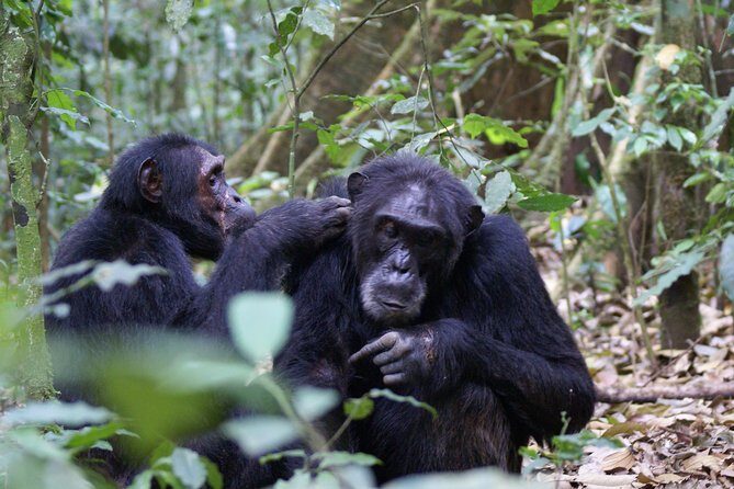 7 Days Fort Portal Culture Tour Western Uganda - Wildlife Encounters