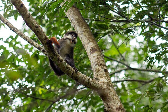 7 Days Gorilla and Chimpanzee safari in Uganda - What We Think About the Value