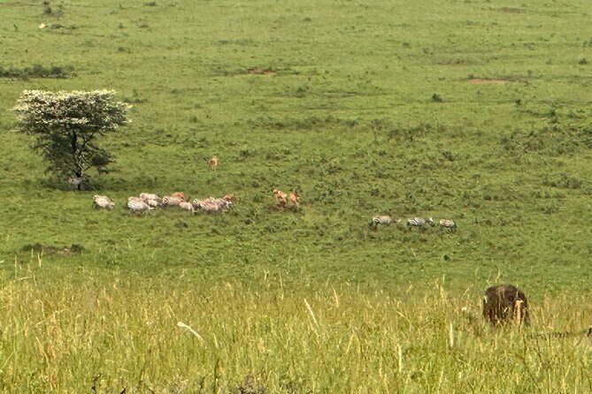 7 Days Gorilla and Chimpanzee safari in Uganda - The Sum Up