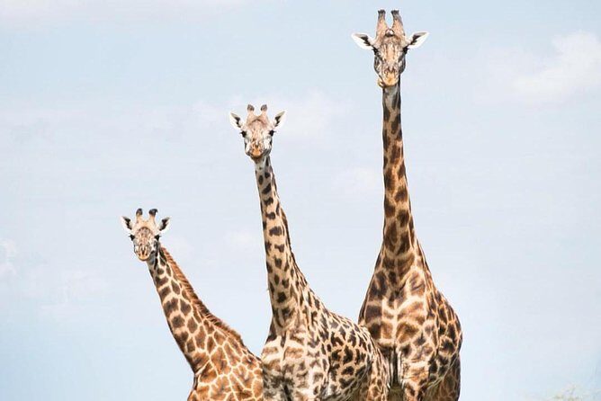 7 days great migration safari - Overview of the 7-Day Great Migration Safari