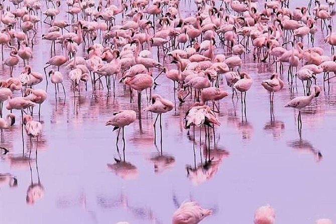 7 days great migration safari - Potential Considerations