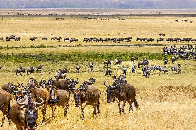 7 days great migration safari - The Itinerary in Detail