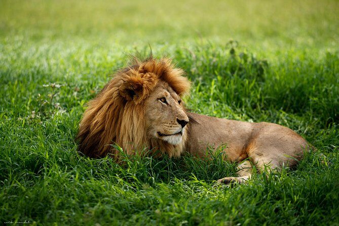 7 Days Great Wildebeest Migration Mara River Crossing - A Closer Look at the Itinerary