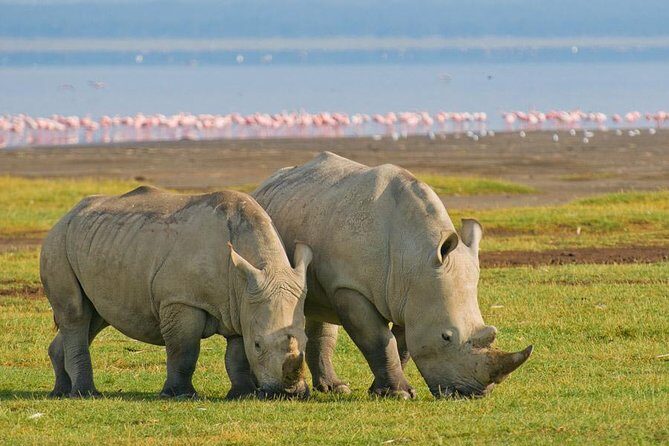 7 days Group Safari Masai Mara Lake Nakuru Hells gate & Amboseli - Practical Insights & Tips