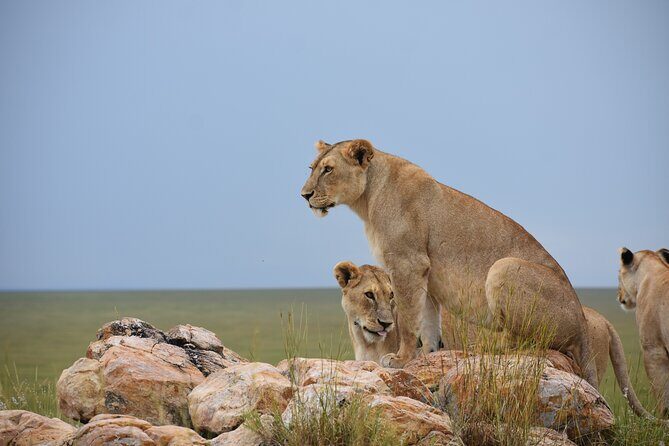 7 Days Highlight of Tanzania Mid-Range Standard - Why this park?  