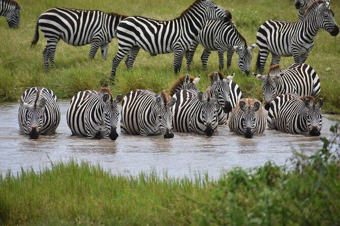 7 Days Highlight of Tanzania Mid-Range Standard - Highlights?  