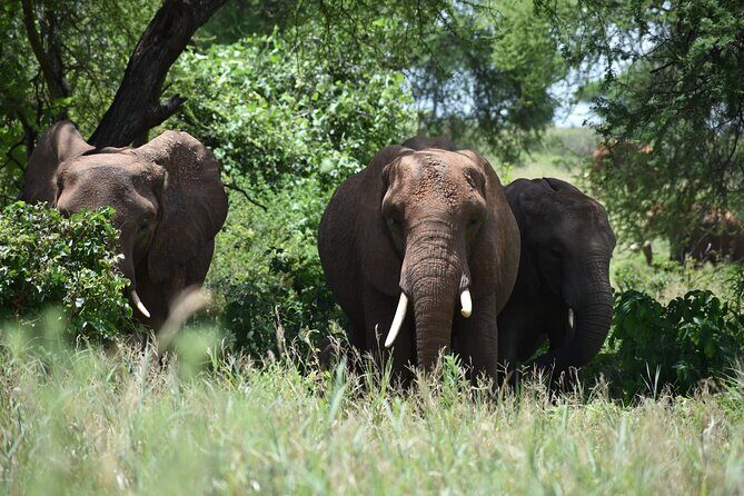 7 Days Highlight of Tanzania Mid-Range Standard - Why visit the Mara River?  