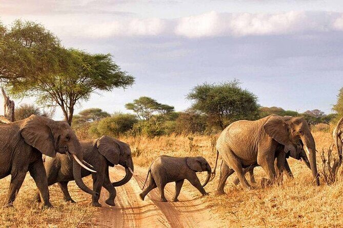 7 Days in Tanzania Northern Circuit Safari - Itinerary Breakdown and What to Expect