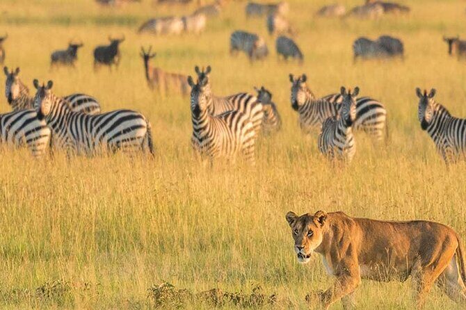 7 Days in Tanzania Northern Circuit Safari - Final Thoughts