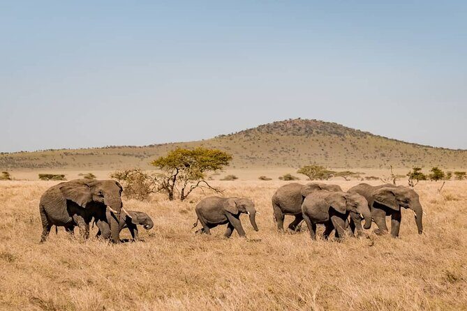 7 Days in Tanzania Northern Circuit Safari - FAQ