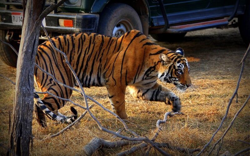 7 days india Taj Mahal tour with ranthambore tiger safari - Who Is This Tour Best Suited For?