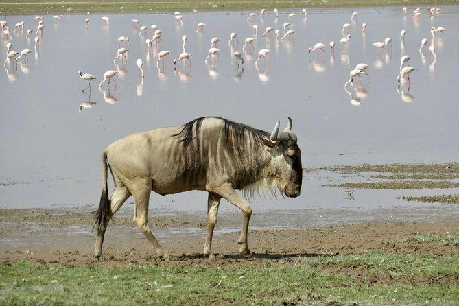 7 Days Into the Wild Wonder : Lodge Safari with Private 4x4 JEEP - Day 5: Naivasha to Amboseli