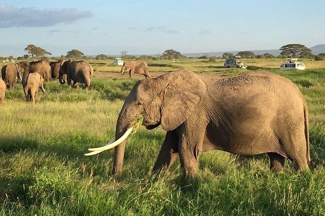 7 Days Into the Wild Wonder : Lodge Safari with Private 4x4 JEEP - Days 6: Full Day in Amboseli