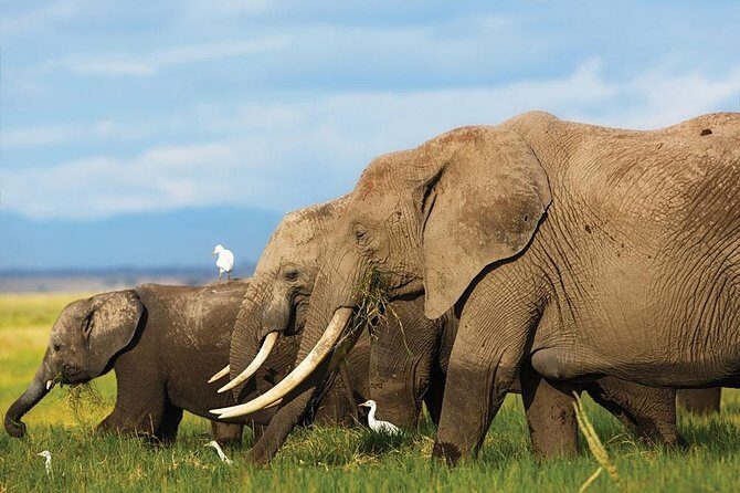 7 Days Into the Wild Wonder : Lodge Safari with Private 4x4 JEEP - Day 7: Return to Nairobi