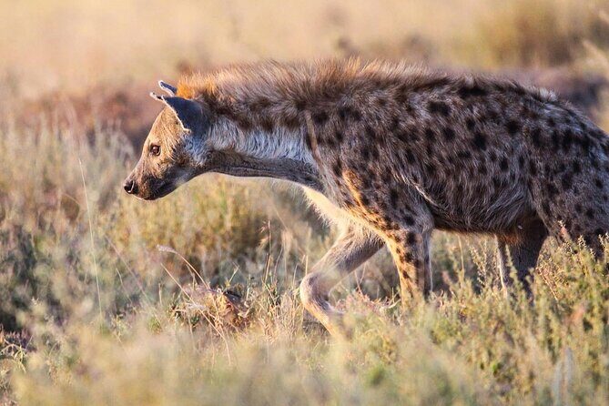7 Days Journey of the Wildebeest  Luxury Holidays Serengeti - Detailed Tour Breakdown