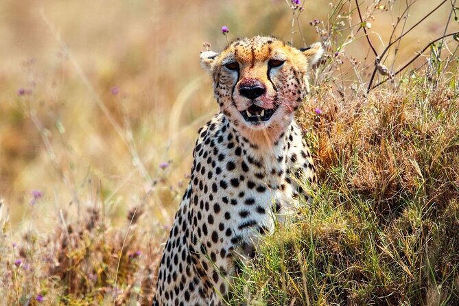 7 Days Journey of the Wildebeest  Luxury Holidays Serengeti - Why You’ll Love This Safari