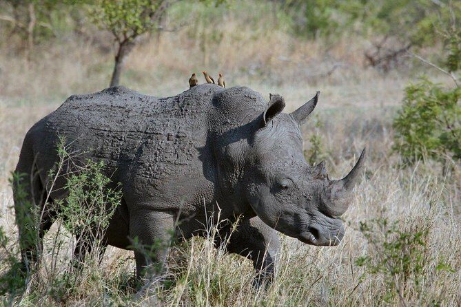 7 Days Kenya Luxury Safaris - Masai Mara NR, Amboseli NP and Lake Nakuru NP - FAQ