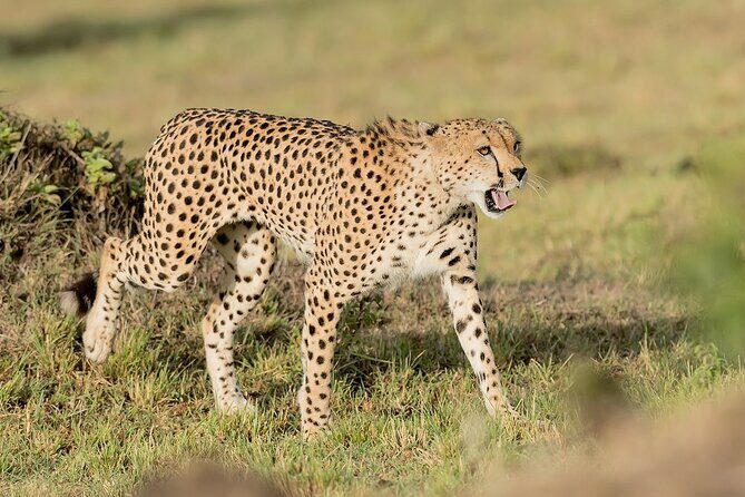 7-Days Kenya Safari Samburu, Aberdare, Lake Nakuru, & Maasai Mara - An In-Depth Look at the Safari Experience