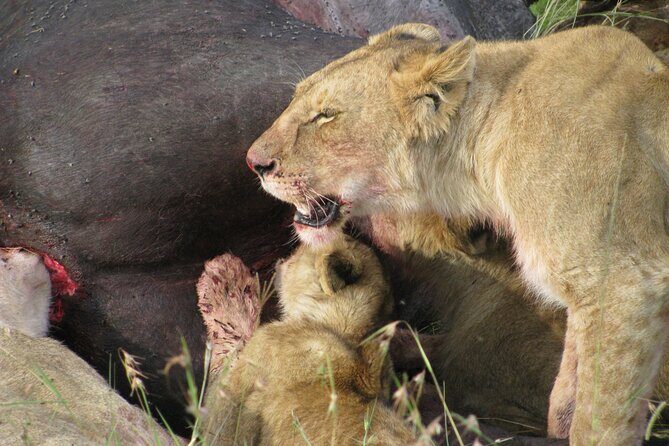 7-Days Kenya Safari Samburu, Aberdare, Lake Nakuru, & Maasai Mara - FAQ