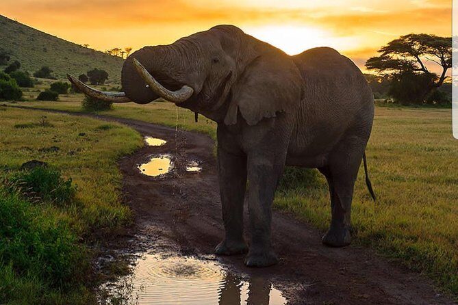 7 Days Kenya Tour Budget Safari - Day 2 & 3: The Maasai Mara – The Iconic Safari Experience