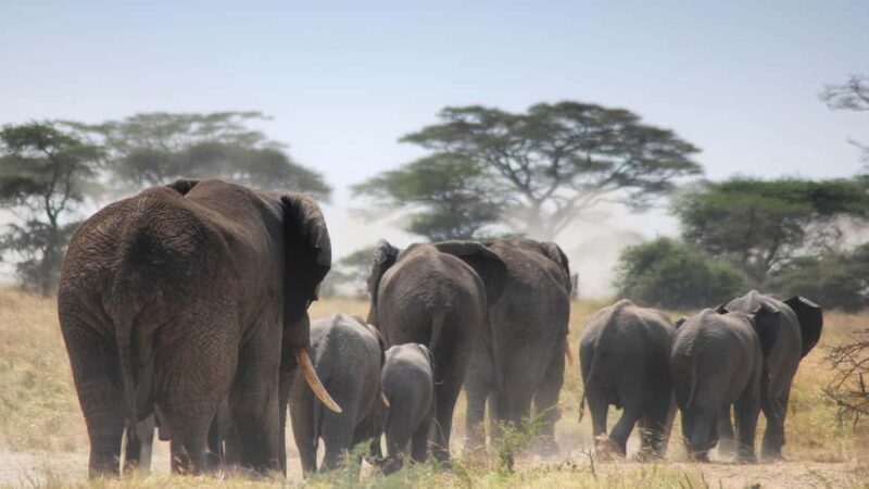 7 Days Kenya Wildlife Safari and Diani Beach Safari - Key Points