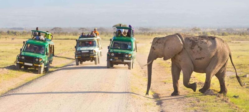 7 Days Kenya Wildlife Safari and Diani Beach Safari - Key Points  