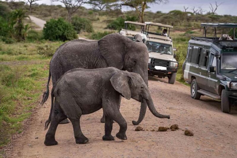 7 Days Kenya Wildlife Safari and Diani Beach SGR Package - Final Thoughts