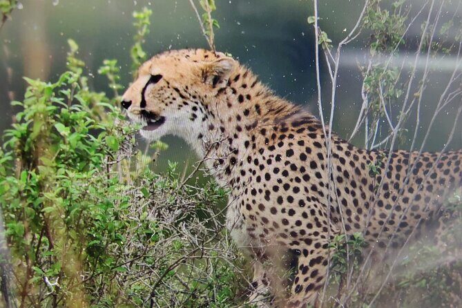 7 Days Kenyan Safaris - Key Points