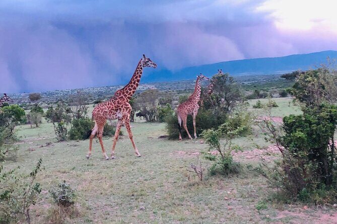 7 Days Kenyan Safaris - What Makes This Safari Special?