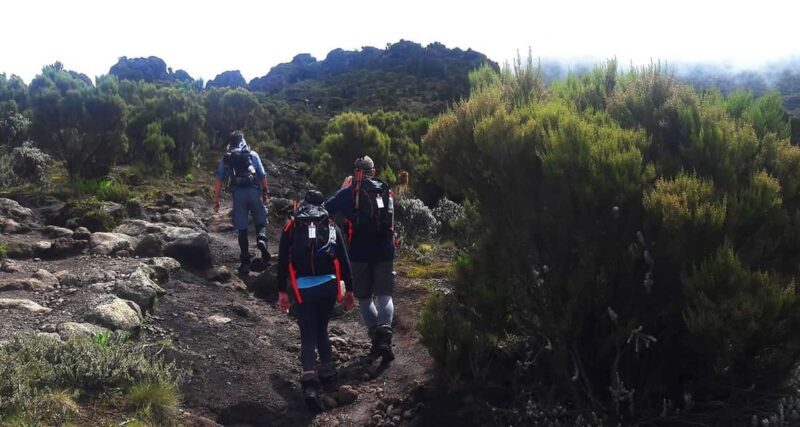 7 Days Kilimanjaro Climb via Lemosho Route - Why This Trek Is a Great Choice