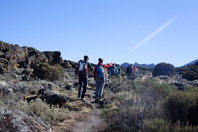 7 Days Kilimanjaro Climbing | Hiking Tour via the Lemosho Route - The Sum Up: Is This Tour Right for You?