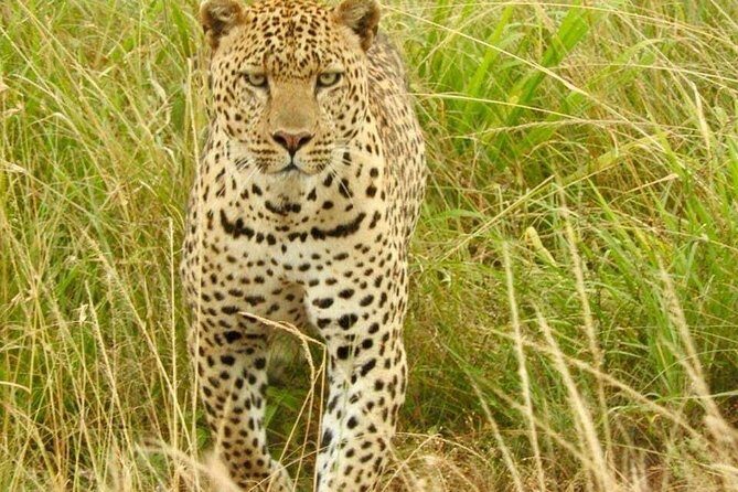 7 Days Maasai Mara National park , Amboseli parks and Nakuru safaris - Itinerary Breakdown and What to Expect