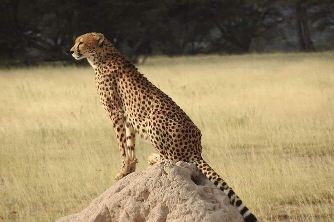 7 Days Maasai Mara National park , Amboseli parks and Nakuru safaris - The Sum Up