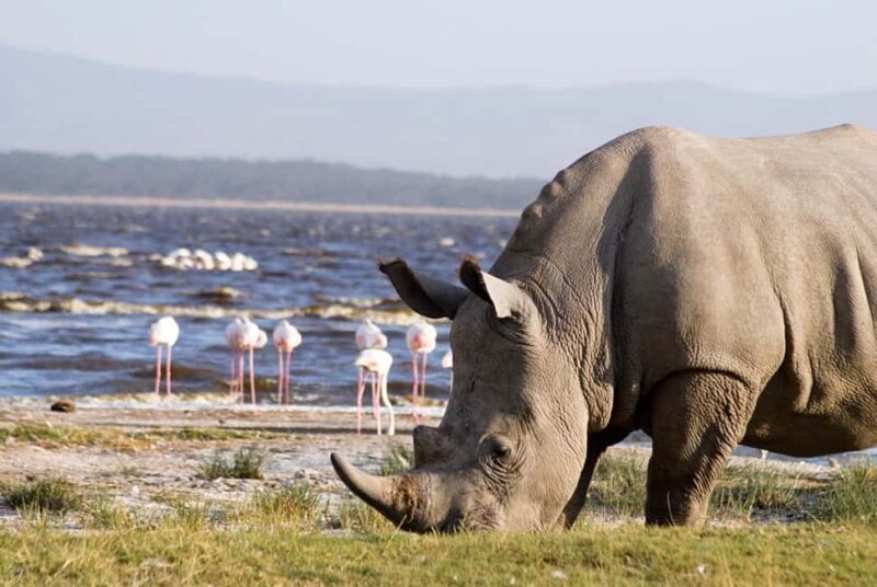 7 Days Masai Mara, Lake Nakuru & Amboseli Safari on 4x4 Jeep - The Sum Up