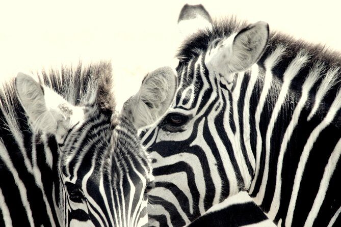 7 Days Masai Mara / Lake Nakuru / Lake Naivasha / Amboseli - The Itinerary in Detail