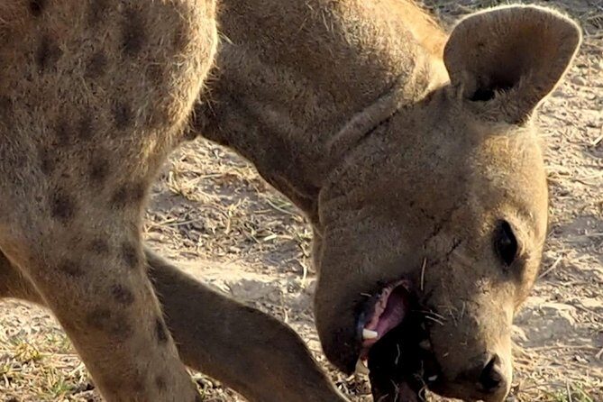 7 Days Masai Mara / Lake Nakuru / Lake Naivasha / Amboseli - Potential Considerations