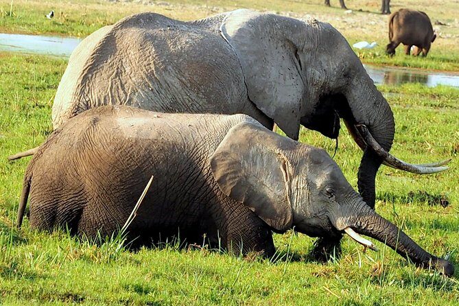 7 Days Masai Mara / Lake Nakuru / Lake Naivasha / Amboseli - Final Word