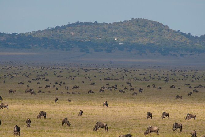 7 Days Migration Crossing in Mara River Northern Serengeti - Who Would Love This Experience?