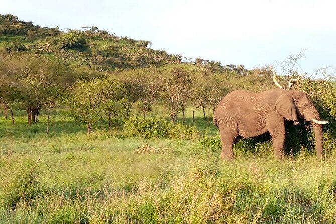 7 days Mt Kilimanjaro,Tarangire NP, Ngorongoro, Serengeti NP, Lake Manyara NP - The Sum Up